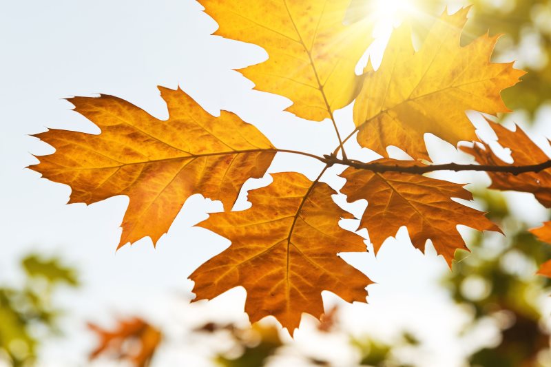 autumn leaves in the sun of light